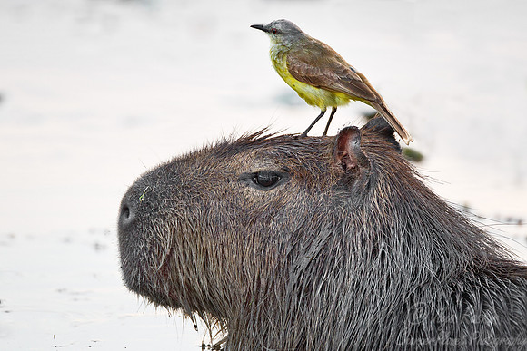 071 Cattle Tyrant (Machetornis rixosa) on Capybara (Hydrochoerus hydrochaeris) - Ibera Wetlands Argentina