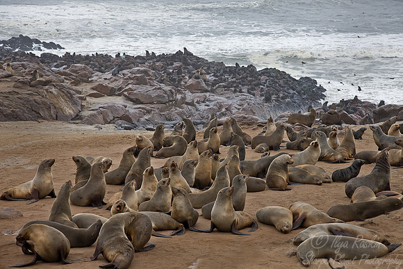 035 Brown Fur Seals (Arctocephalus pusillus) - Namibia