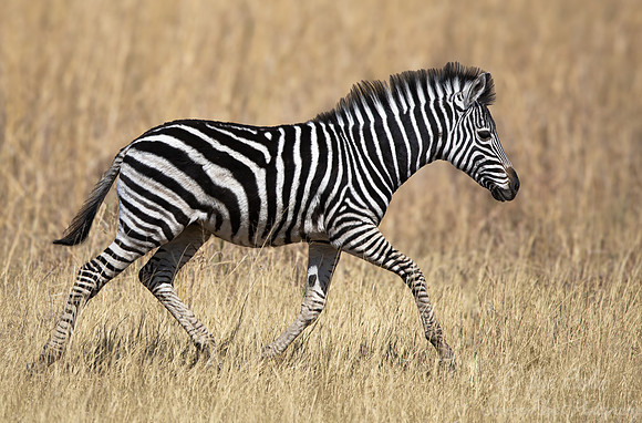 156 Burchell's zebra (Equus quagga burchellii) - Botswana