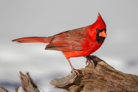 101 Northern Cardinal male (Cardinalis cardinalis) - NJ