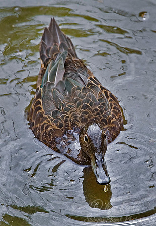 037 Brown Teal - New Zealand