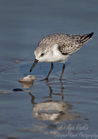 124 Semipalmated Sandpiper (Calidris pusilla) - NC
