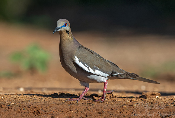 102 White-winged dove (Zenaida asiatica) - TX