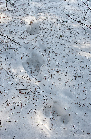 003_Canada Lynx tracks