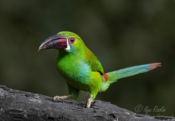 760 Crimson-rumped toucanet (Aulacorhynchus haematopygus) - Ecuador