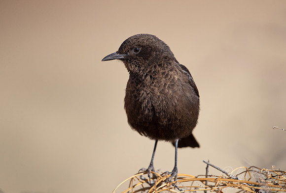 176 Ant-eating chat (Myrmecocichla formicivora) - Kgalagadi Transfrontier Park SA