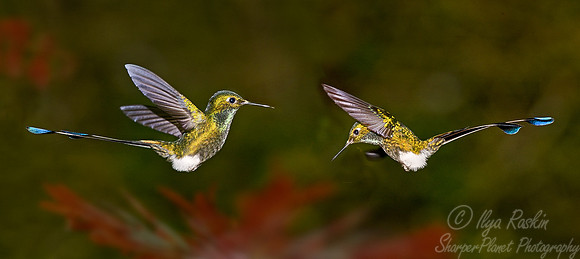 030 Booted Racket-tail - Ecuador