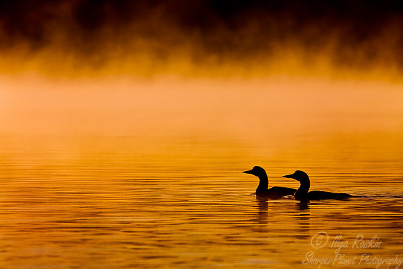 046 Common Loon - MI