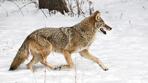 095 Coyote (Canis latrans - Maine