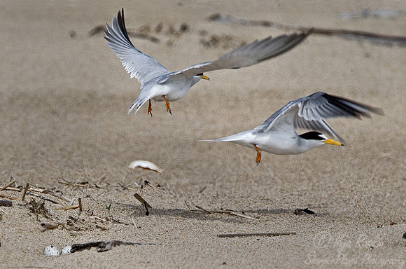 111  Least Terns (Sternula antillarum) - ME