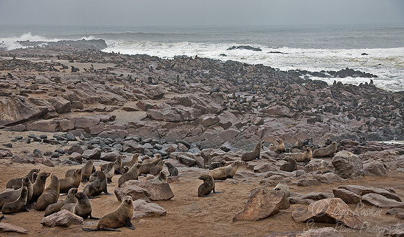 037 Brown Fur Seals (Arctocephalus pusillus) - Namibia