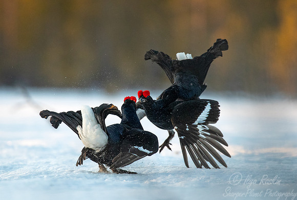 048 Black grouse (Lyrurus tetrix) - Finland
