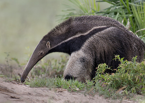 013 Giant anteater (Myrmecophaga tridactyla) - Pantanal Brazil