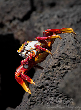 007 Sally Lightfoot Crab (Grapsus grapsus) - Galapagos Ecuador