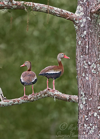 051 Black-bellied Whistling Duck - LA