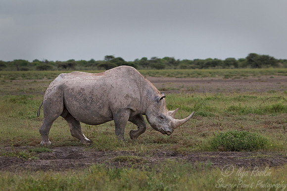 052 Black Rhinoceros (Diceros bicornis) - Etosha Namibia