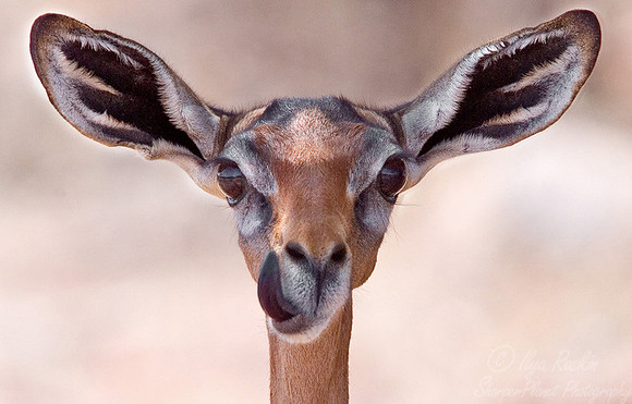 024_Gerenuk_Kenya