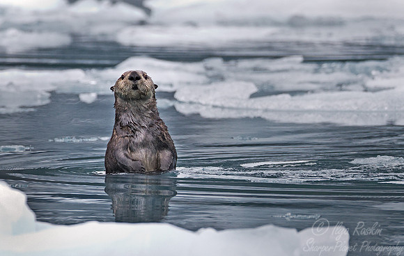 056 Sea Otter (Enhydra lutris) AK