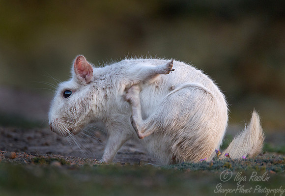 073 Plains Viscacha albino (Lagostomus maximus) - Ibera Wetlands Argentina