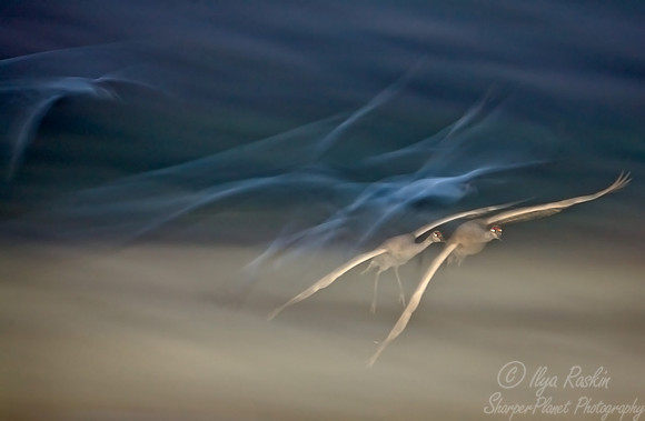 028 Sandhill Cranes - NM