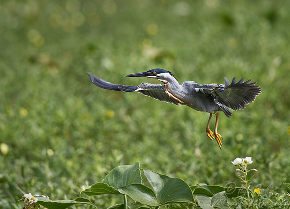 157 Striated Heron (Butorides striata) - Ibera Wetlands Argentina