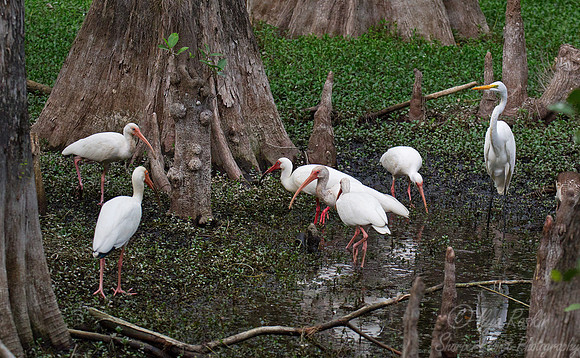 189 White Ibises and Great Egret - FL