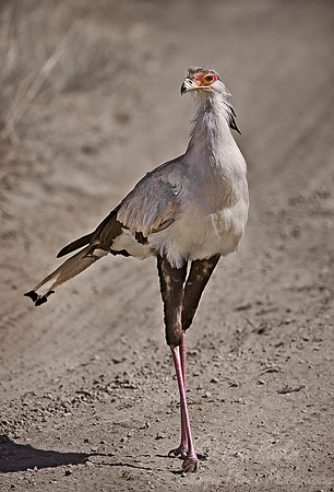 025 Secretary Bird - Tanzania