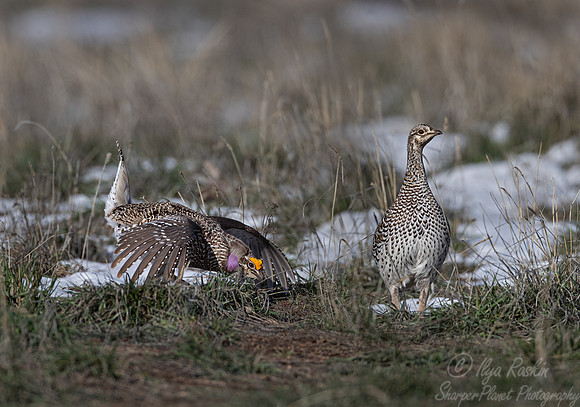 080 Sharp-tailed grouse (Tympanuchus phasianellus) - CO