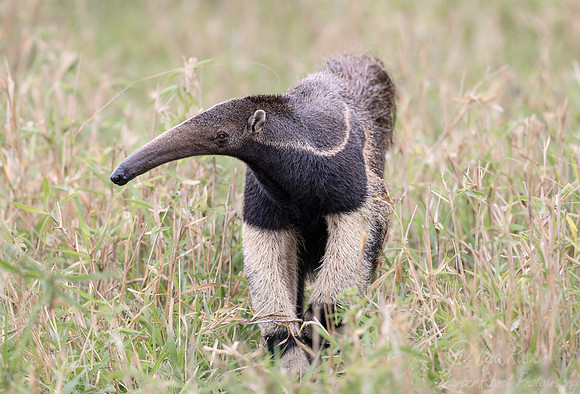 010 Giant anteater (Myrmecophaga tridactyla) - Pantanal Brazil