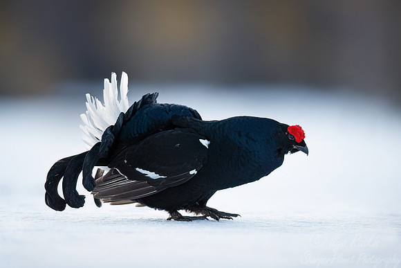 028 Black grouse (Lyrurus tetrix) - Finland