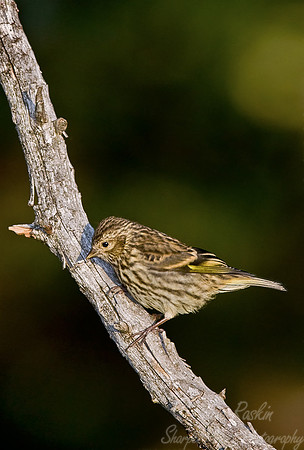 070_Pine Siskin_male_MI