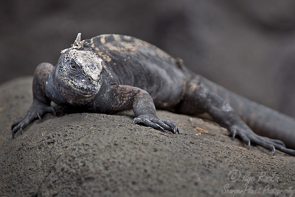 056 Marine Iguana (Amblyrhynchus cristatus) - Galapagos Ecuador