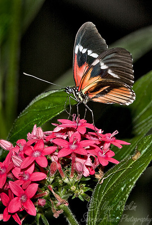 010_Butterfly_Ecuador