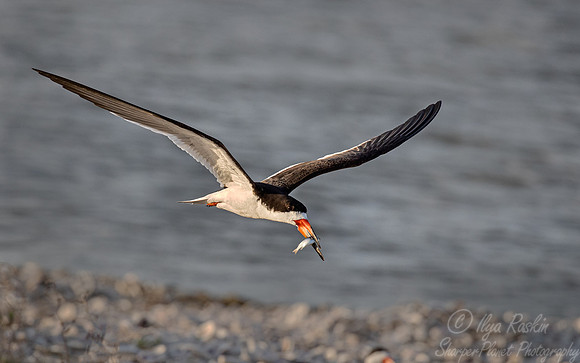 306 Black skimmer (Rynchops niger) - TX
