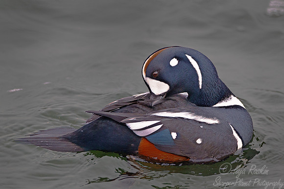 067 Harlequin Duck male (Histrionicus histrionicus) - NJ