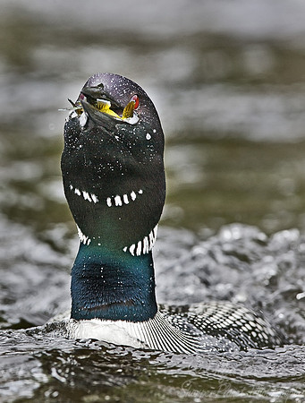039 Common Loon - MI