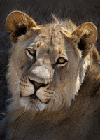 MAMMALS - CATS - LIONS 3