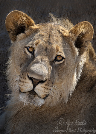 235 Lion (Panthera leo) - Botswana