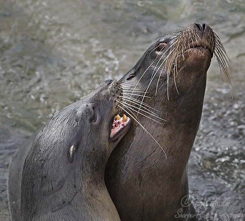 028 Galapagos Sea Lions (Zalophus wollebaeki) - Galapagos Ecuador
