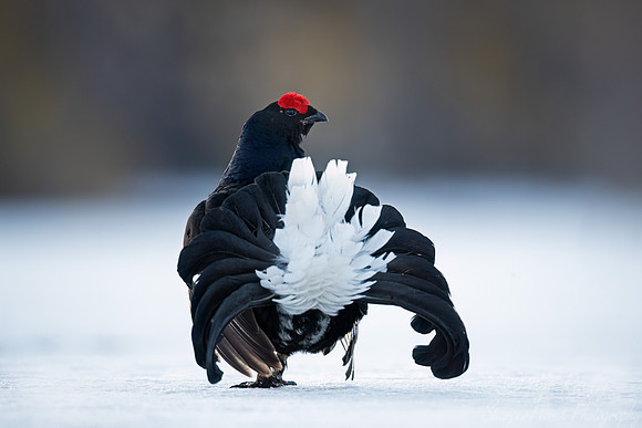 029 Black grouse (Lyrurus tetrix) - Finland