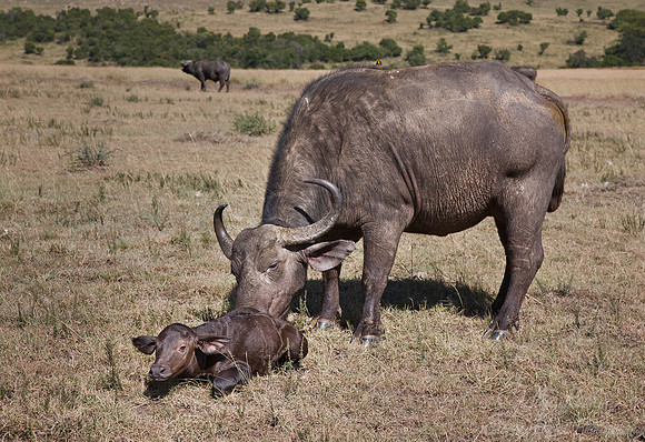 105 Cape Buffalos (Syncerus caffer) Masai Mara Kenya