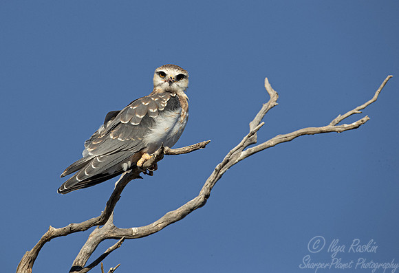 353 Black-shouldered kite juvenile (Elanus axillaris) - Kagalagadi Transfrontier Park SA