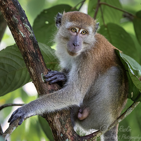 236 Crab-eating or long-tailed macaque (Macaca fascicularis) - Sumatra Indonesia