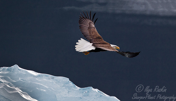 152 Bald eagle (Haliaeetus leucocephalus) - Alaska