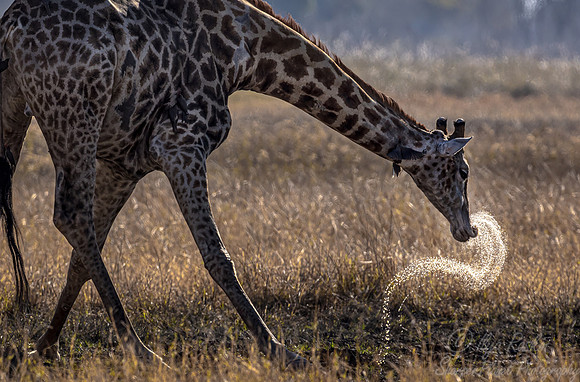 396 South African or Cape giraffe (Giraffa camelopardalis giraffa) - Botswana