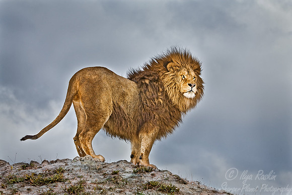 021_Lion