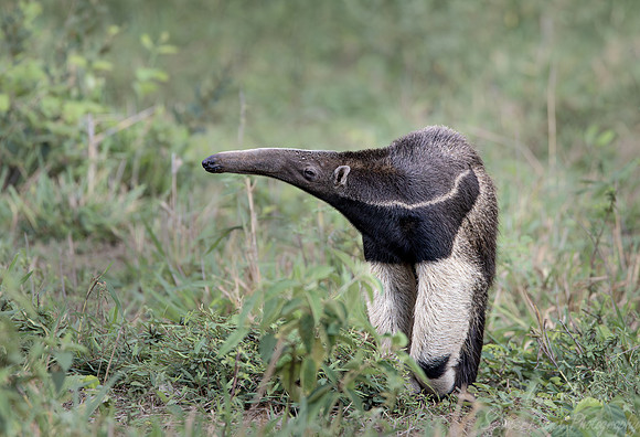 002 Giant anteater (Myrmecophaga tridactyla) - Pantanal Brazil