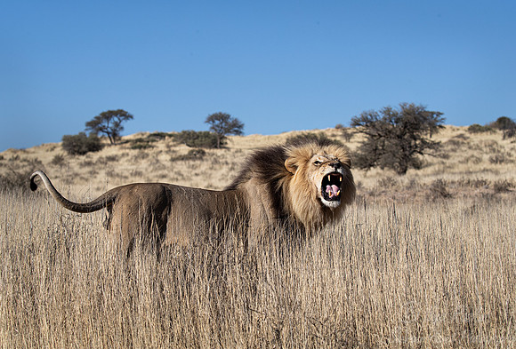 167 Lion (Panthera leo) - Kgalagadi Transfrontier Park SA