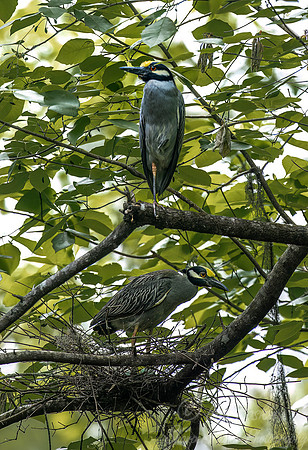 347 Yellow-crowned night heron (Nyctanassa violacea) - SC