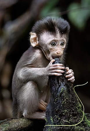 243 Crab-eating or long-tailed macaque young (Macaca fascicularis) - Sumatra Indonesia